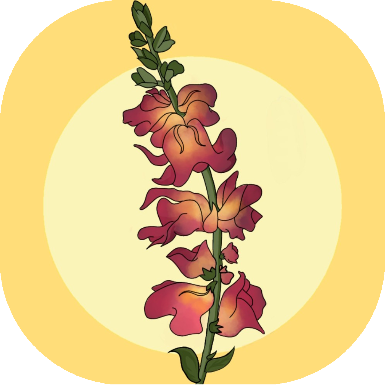 The Snapdragon